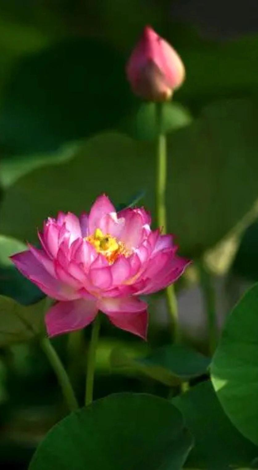 Hình nền hoa sen với ánh nắng ban mai