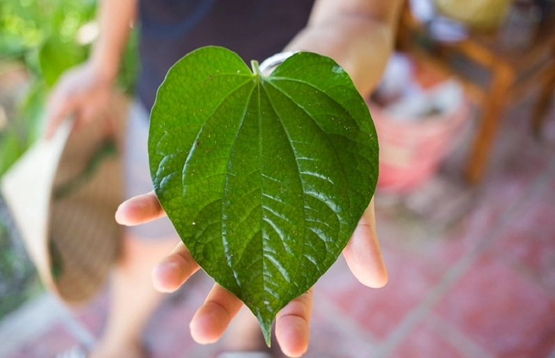 Lá lốt có thể gây nóng trong người nếu dùng quá liều