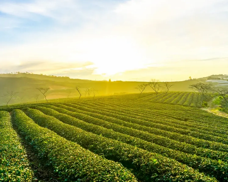 Những luống chè xanh mướt trải dài trên Đồi chè Cầu Đất Farm.