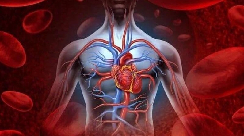 Rau má giúp cải thiện tuần hoàn máu và làm bền tĩnh mạch